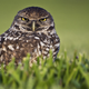 Illustration for article titled Audubon Society Slams Sad Ravings of Consumerist Jonathan Franzen